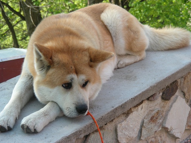 img00003.jpg