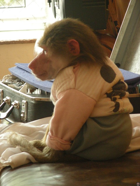 img00035.jpg