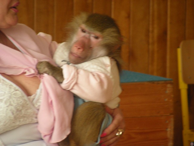img00041.jpg